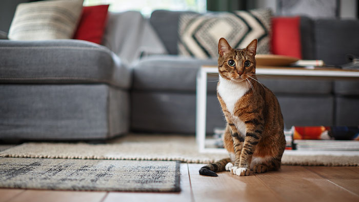 Die Katze hat gekotzt: Tipps zur Reinigung