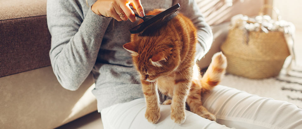 Allergene zu Hause &ndash; Haustierschuppen, Fakten