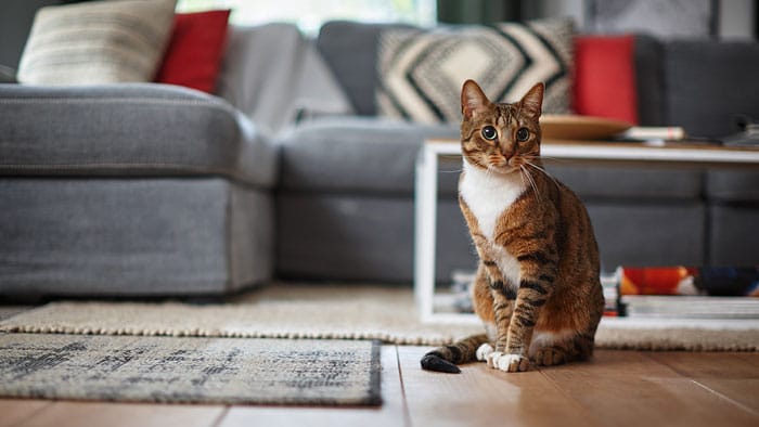 Die Katze hat gekotzt: Tipps zur Reinigung